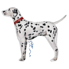 Vl Supershape Dalmatian Street